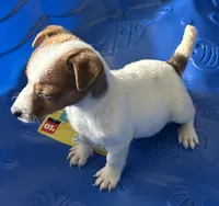 Frankie, a male Jack Russell Terrier for sale in Lake Butler, FL – 5 of 6