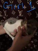 Shanna, a female Jack Russell Terrier for sale in Lake Butler, FL – 4 of 6