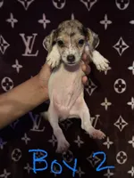 Manny, a male Jack Russell Terrier for sale in Lake Butler, FL – 3 of 5