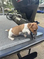 Rebel, a male Jack Russell Terrier for sale in Lake Butler, FL – Photo 2 of 4