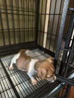 Rebel, a male Jack Russell Terrier for sale in Lake Butler, FL – Photo 1 of 4