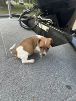 Rebel, a male Jack Russell Terrier for sale in Lake Butler, FL – Photo 4 of 4