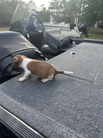 Rebel, a male Jack Russell Terrier for sale in Lake Butler, FL – Photo 3 of 4