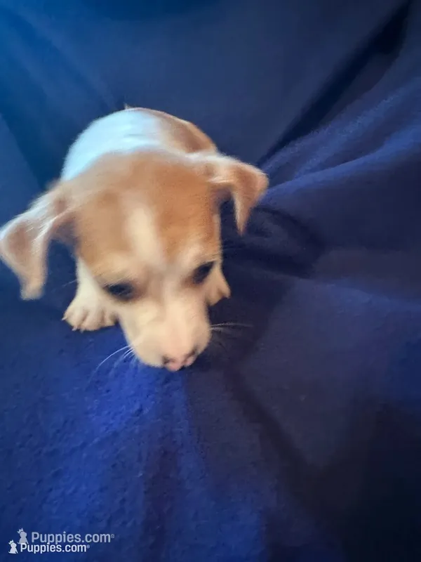 Lemon – Jack Russell Terrier puppy for sale in Lake Butler, FL