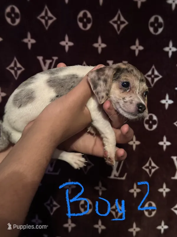 Manny – Jack Russell Terrier puppy for sale in Lake Butler, FL