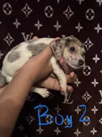 Manny, a male Jack Russell Terrier for sale in Lake Butler, FL – 1 of 5