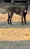 Queen, a female Belgian Malinois for sale in Lake Butler, FL – Photo 2 of 3