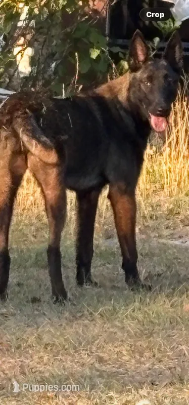 Queen, a female Belgian Malinois for sale in Lake Butler, FL – Photo 1 of 3