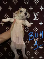 Lemon, a male Jack Russell Terrier for sale in Lake Butler, FL – 3 of 4