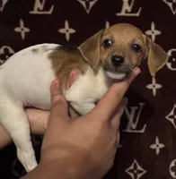 Minnie, a female Jack Russell Terrier for sale in Lake Butler, FL – 2 of 5