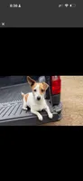 Minnie, a female Jack Russell Terrier for sale in Lake Butler, FL – 3 of 5