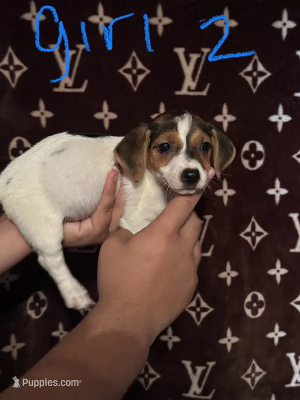 Cali – Jack Russell Terrier puppy for sale in Lake Butler, FL