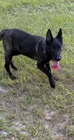 Ms. Jackson, a female Belgian Malinois for sale in Lake Butler, FL – 2 of 3
