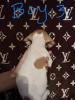 Ricky, a male Jack Russell Terrier for sale in Lake Butler, FL – 2 of 5