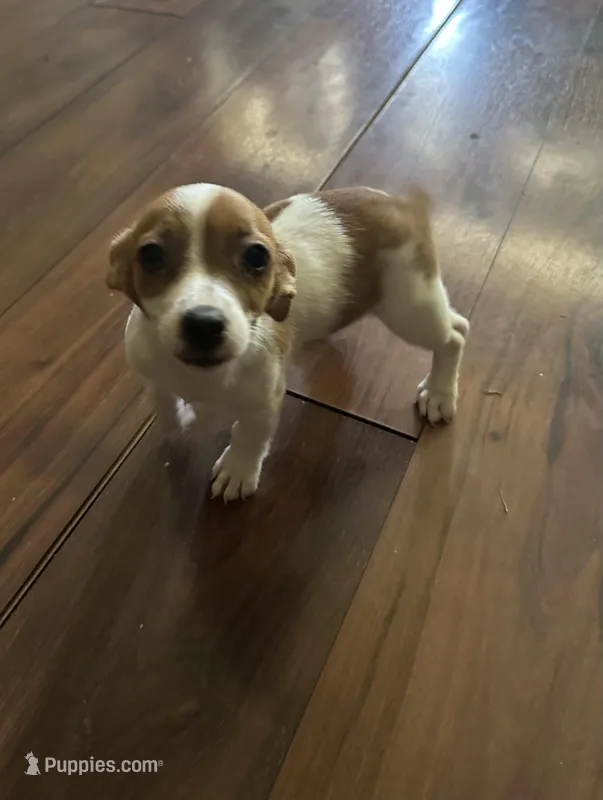 Princess – Jack Russell Terrier puppy for sale in Lake Butler, FL