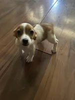 Princess, a female Jack Russell Terrier for sale in Lake Butler, FL – Photo 1 of 4