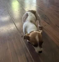 Princess, a female Jack Russell Terrier for sale in Lake Butler, FL – Photo 3 of 4