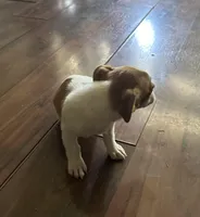 Princess, a female Jack Russell Terrier for sale in Lake Butler, FL – Photo 2 of 4