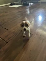 Princess, a female Jack Russell Terrier for sale in Lake Butler, FL – Photo 4 of 4