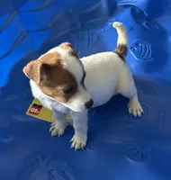 Frankie, a male Jack Russell Terrier for sale in Lake Butler, FL – 2 of 6