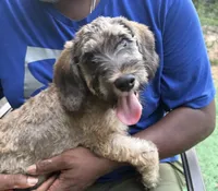 Harry, a male Miniature Schnauzer and Cockapoo for sale in Crestview, FL – 1 of 2