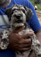 Petunia, a female Miniature Schnauzer and Cockapoo for sale in Crestview, FL – 2 of 3