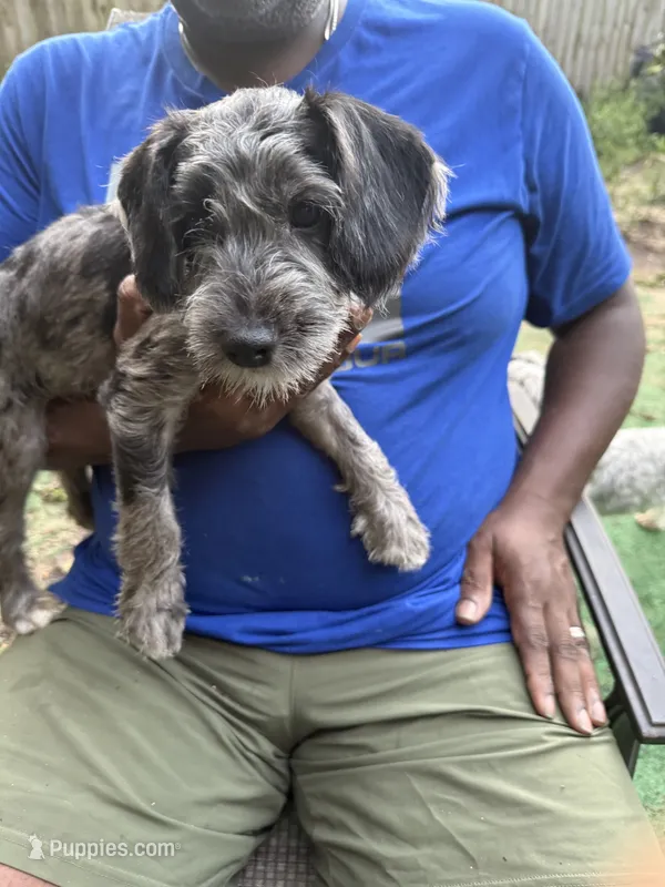 Ginny – Miniature Schnauzer, Cockapoo puppy for sale in Crestview, FL