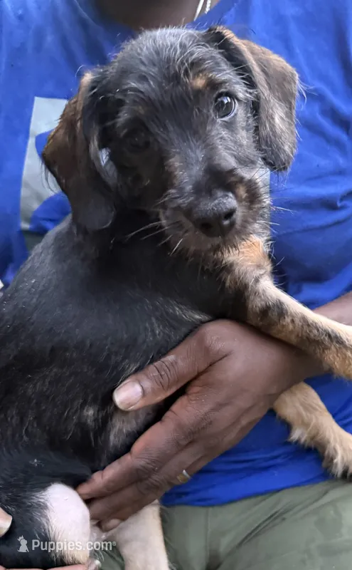 Neville – Miniature Schnauzer, Cockapoo puppy for sale in Crestview, FL