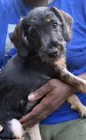 Neville, a male Miniature Schnauzer and Cockapoo for sale in Crestview, FL – 1 of 2