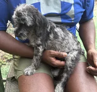 Hermione , a female Miniature Schnauzer and Cockapoo for sale in Crestview, FL – 1 of 2