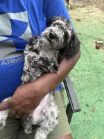 Petunia, a female Miniature Schnauzer and Cockapoo for sale in Crestview, FL – 3 of 3