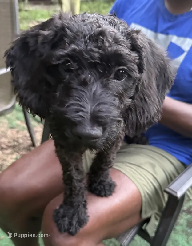 Draco – Miniature Schnauzer, Cockapoo puppy for sale in Crestview, FL