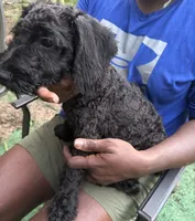 Draco, a male Miniature Schnauzer and Cockapoo for sale in Crestview, FL – 2 of 2