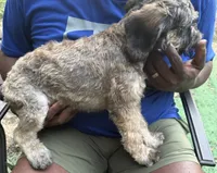 Harry, a male Miniature Schnauzer and Cockapoo for sale in Crestview, FL – 2 of 2