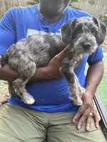 Ginny, a female Miniature Schnauzer and Cockapoo for sale in Crestview, FL – 2 of 2