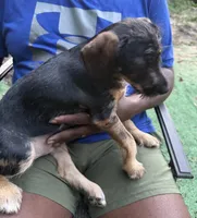 Neville, a male Miniature Schnauzer and Cockapoo for sale in Crestview, FL – 2 of 2