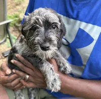 Hermione , a female Miniature Schnauzer and Cockapoo for sale in Crestview, FL – 2 of 2