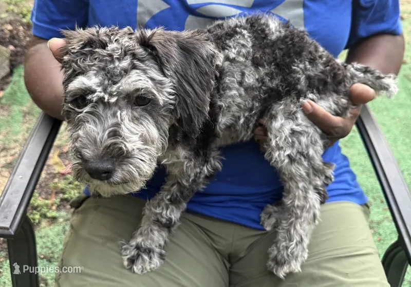 Petunia – Miniature Schnauzer, Cockapoo puppy for sale in Crestview, FL