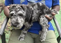 Petunia, a female Miniature Schnauzer and Cockapoo for sale in Crestview, FL – 1 of 3