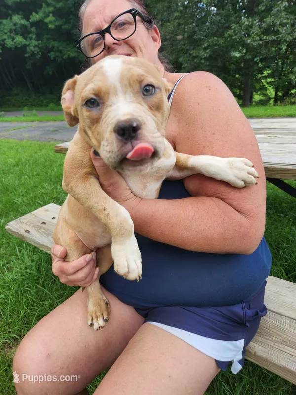 Fatty  – American Bully puppy for sale in Stuart, VA