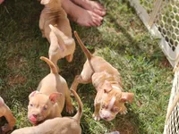 Nova jr , a female American Bully for sale in Stuart, VA – 2 of 2