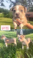 Snow White , a female American Bully for sale in Stuart, VA – 1 of 4