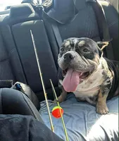 Sneezy , a male American Bully for sale in Stuart, VA – 6 of 6