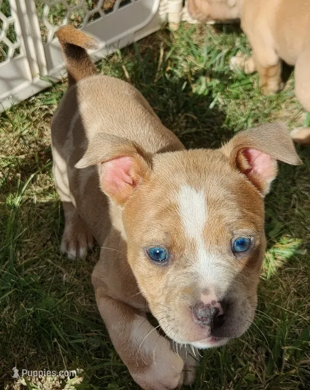 Snow White  – American Bully puppy for sale in Stuart, VA