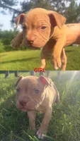 Doc , a female American Bully for sale in Stuart, VA – 1 of 4