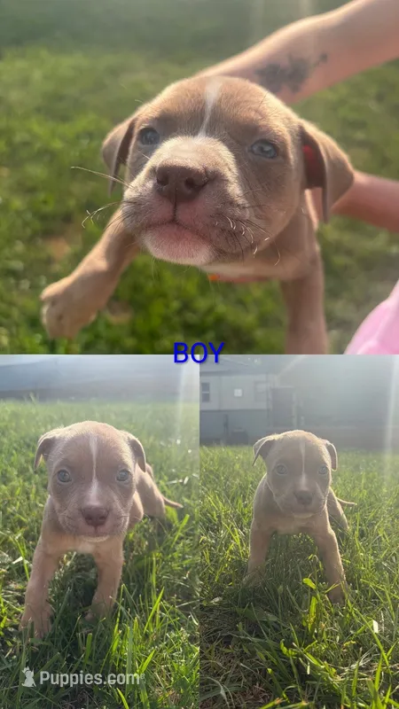 Sleepy  – American Bully puppy for sale in Stuart, VA