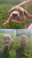 Sleepy , a male American Bully for sale in Stuart, VA – 1 of 2