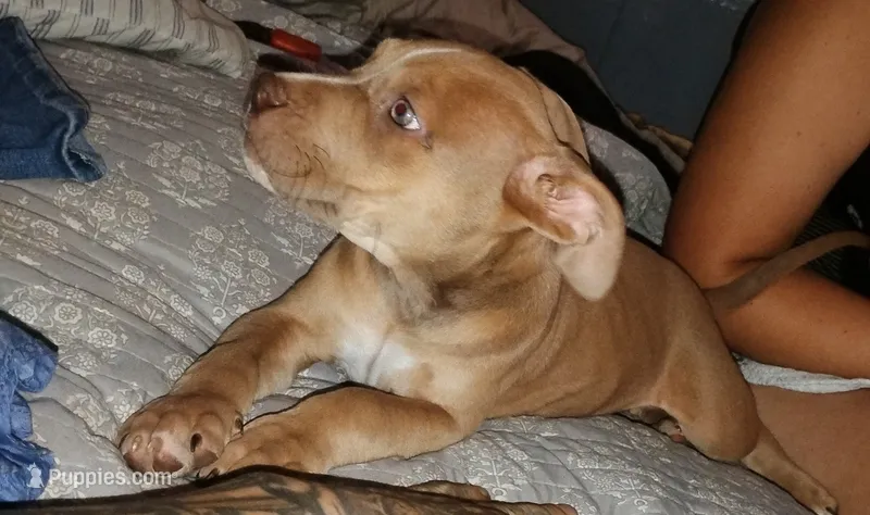 Lilac  – American Bully puppy for sale in Stuart, VA