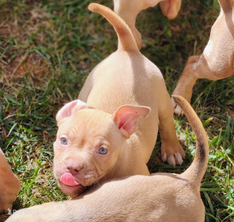 Doc  – American Bully puppy for sale in Stuart, VA