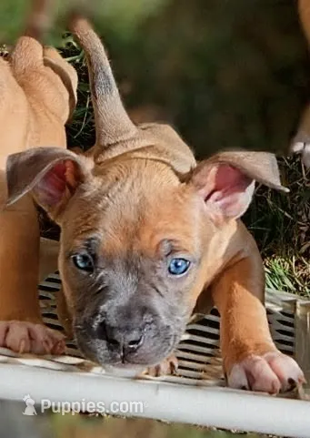 Happy  – American Bully puppy for sale in Stuart, VA